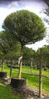 tree tree